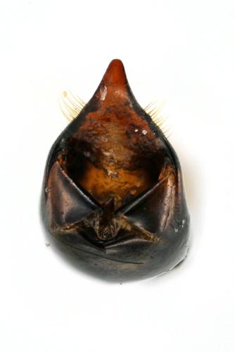 Réf. 308 981 : Cryptocephalus globicollis